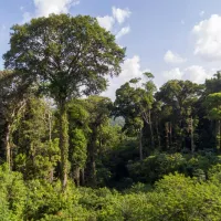 The trees that grow in French Guiana's rainforest