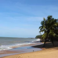Beach in front of the Amazon rainforest in French Guiana