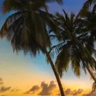 Cocotiers