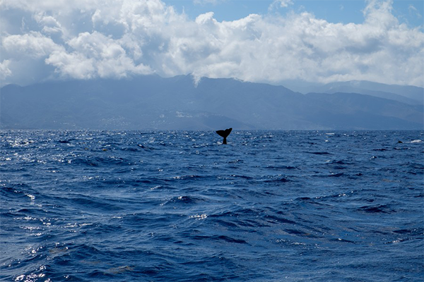 Observation d'une queue de baleine à bosse émergeant des eaux cristallines au large des Saintes en Guadeloupe lors d