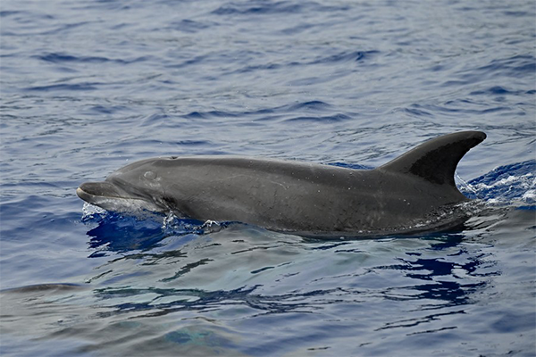 Un dauphin émergeant à la surface des eaux bleues de la Guadeloupe, illustrant l'une des vingt espèces de cétacés observ