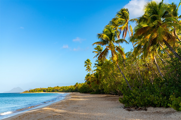 Une plage de sable fin en Martinique bordée d'une végétation luxuriante et de cocotiers sous un ciel bleu dégagé, illust