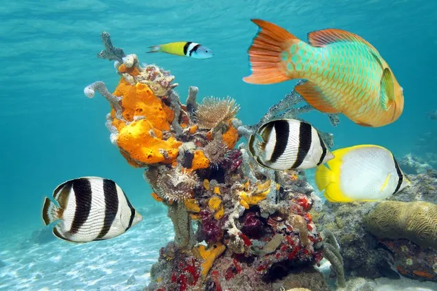 Récifs coralliens et les poissons tropicaux Récifs coralliens et les poissons tropicaux