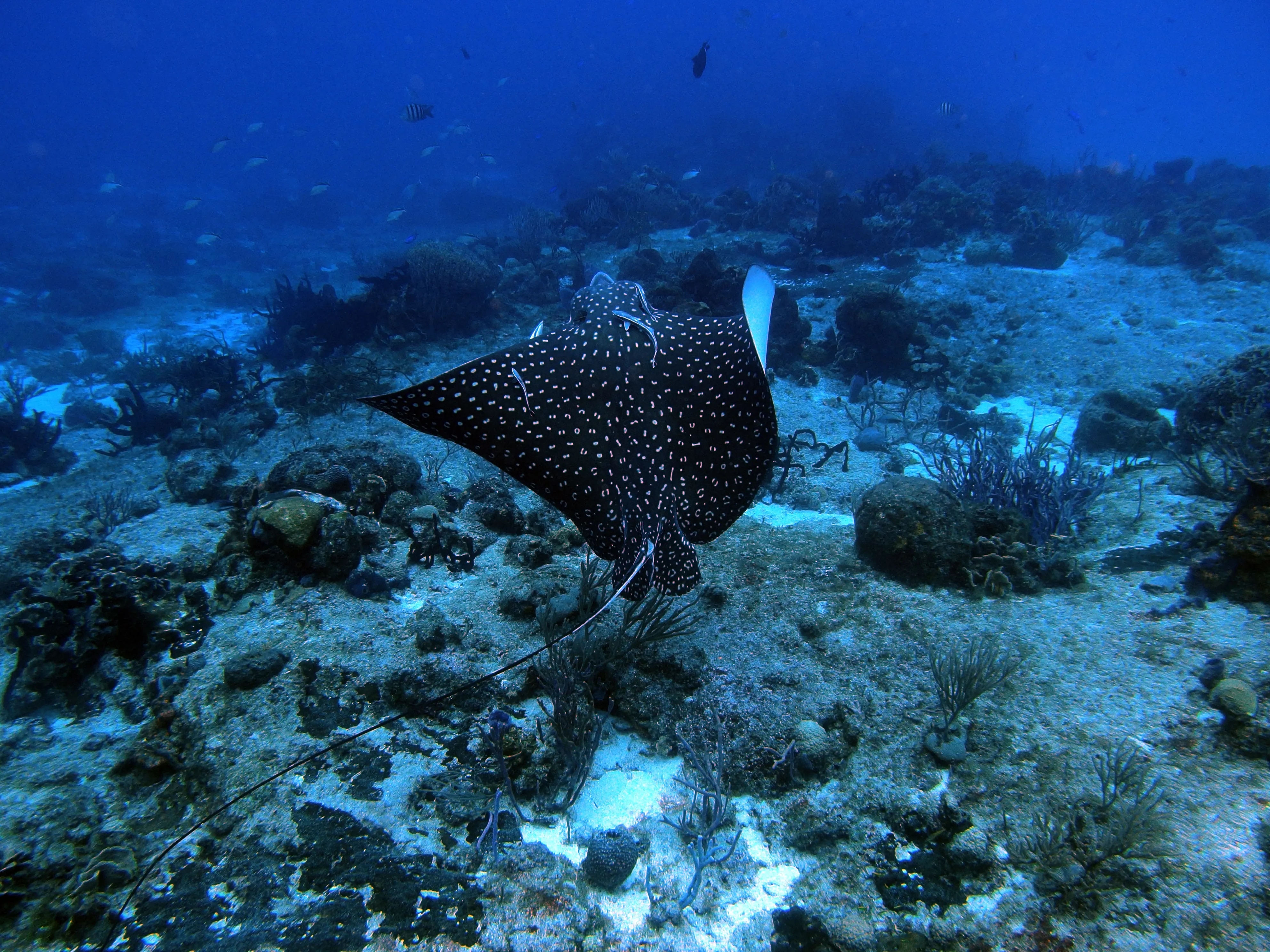 Raie Aigle nageant à Cozumel
