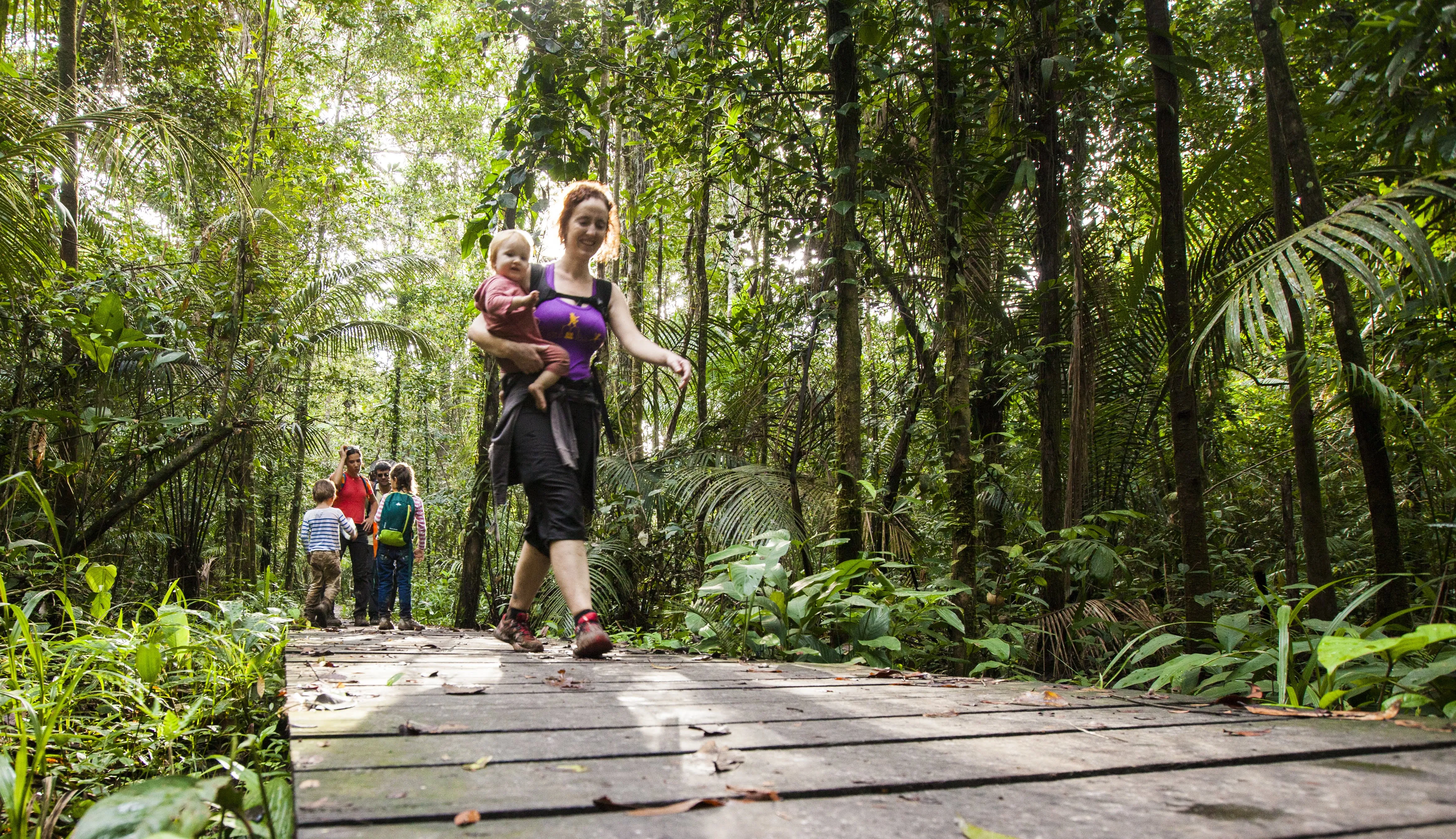 Randonnée en famille à travers une forêt luxuriante sur un sentier aménagé en bois, immersion dans la nature tropicale. Randonnée en famille à travers une forêt luxuriante sur un sentier aménagé en bois, immersion dans la nature tropicale.