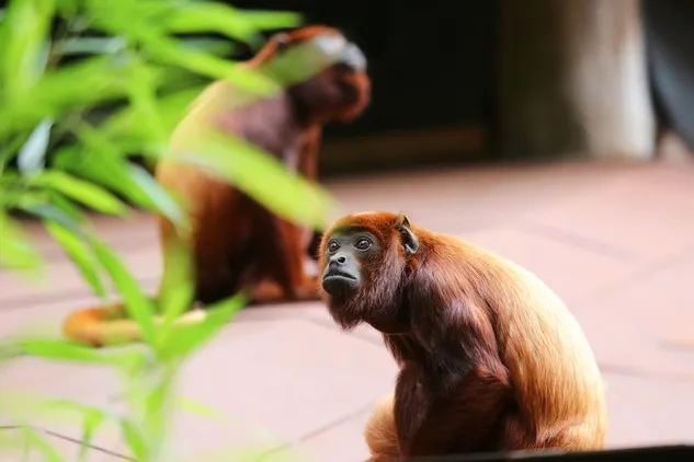 singe hurleur au premier plan avec un autre singe en arrière-plan singe hurleur au premier plan avec un autre singe en arrière-plan