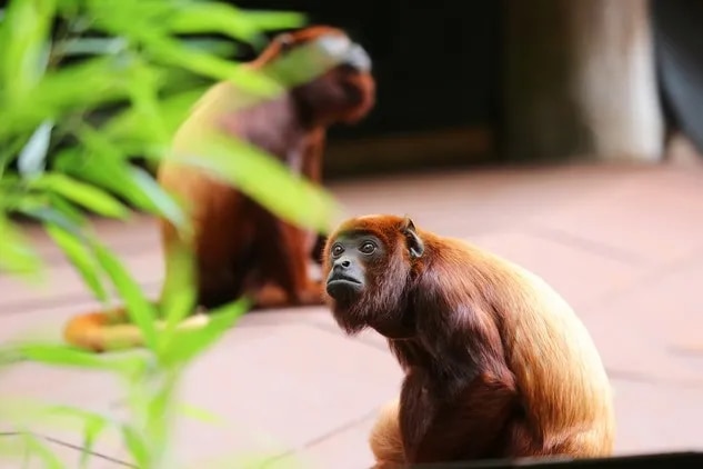 singe hurleur au premier plan avec un autre singe en arrière-plan
