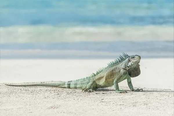 Iguane des Petites Antilles, une espèce endémique et protégée en danger critique d'extinction, observé sur une plage de 