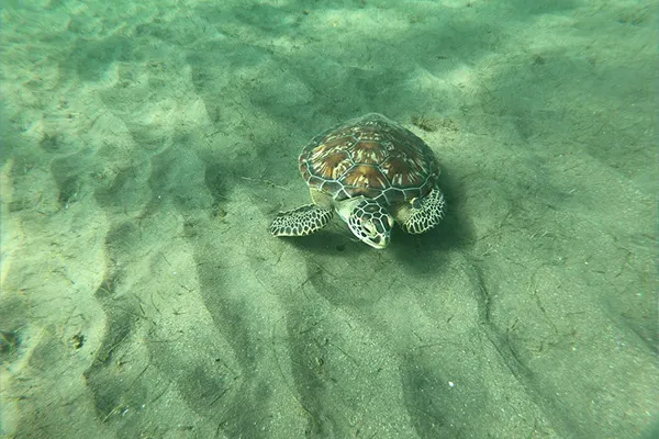 Majestueuse Tortue verte (Chelonia mydas), espèce emblématique de Guadeloupe, se nourrissant dans les herbiers marins de Gran
