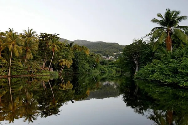 Rivière calme dans la mangrove guadeloupéenne. Ce labyrinthe aquatique est idéal pour une randonnée en jet ski guidée afin de