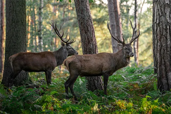 Deux cerfs majestueux aux bois imposants se tiennent dans une forêt d Île-de-France, entourés de fougères verdoyantes et de t