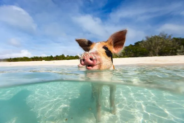 Cochon se baignant aux Bahamas