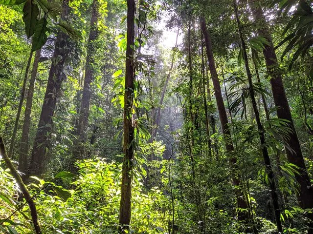 Forêt amazonienne
