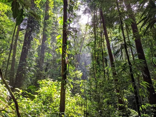 Forêt amazonienne