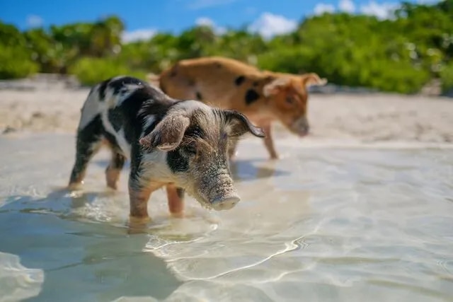 Cochons à Big Major Cay