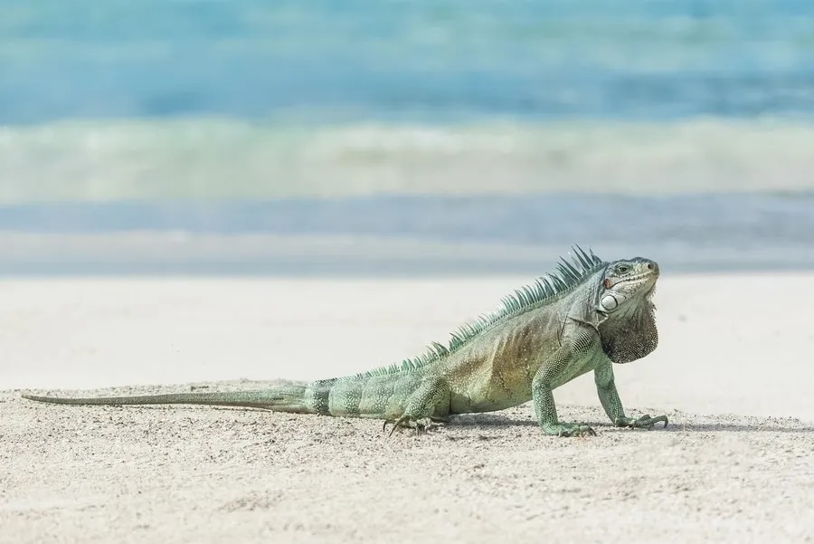 Iguane vert des Antilles