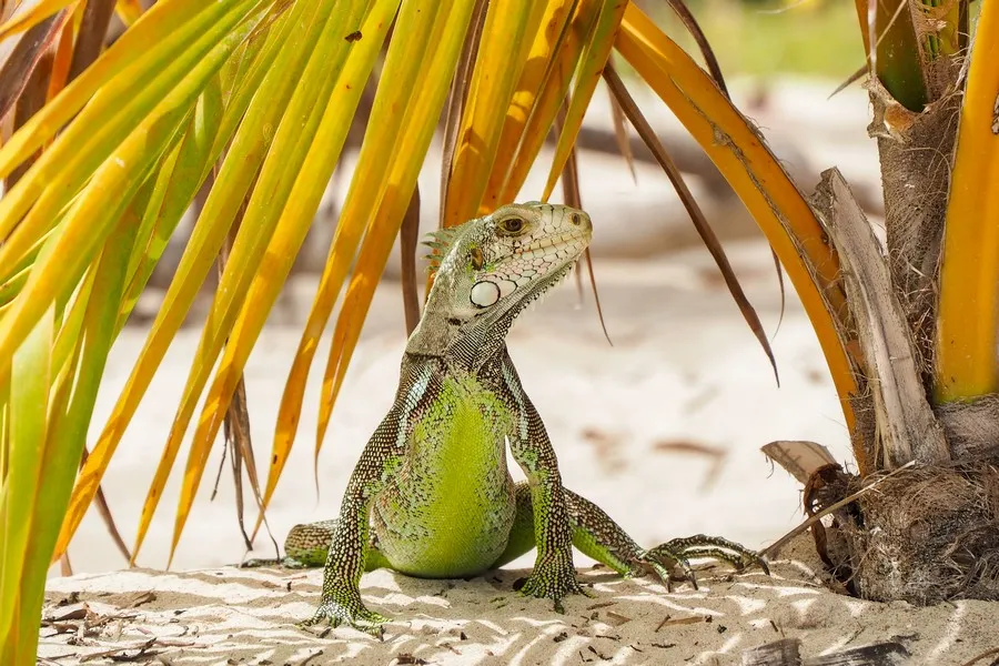 Iguane des Antilles