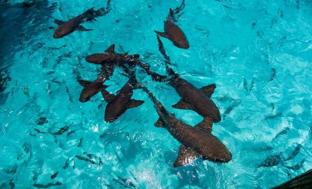Requins à Compass Cay