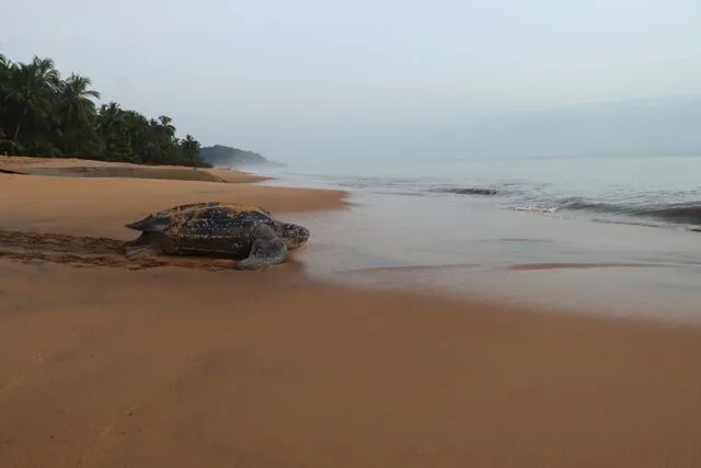 Tortue sur la plage de Guyane