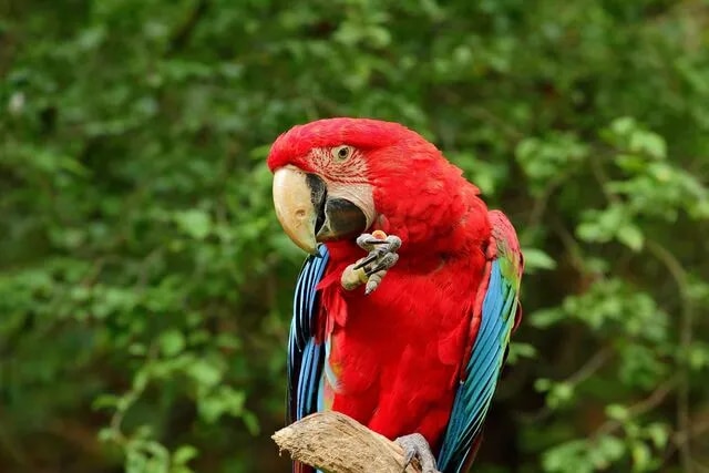 Ara au Zoo de Guyane