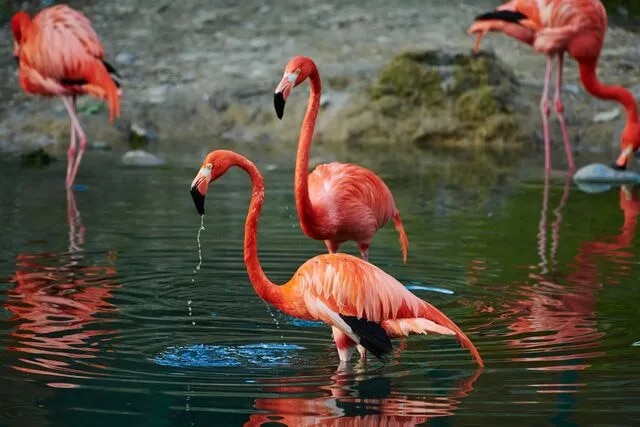 Flamants caribéen  
