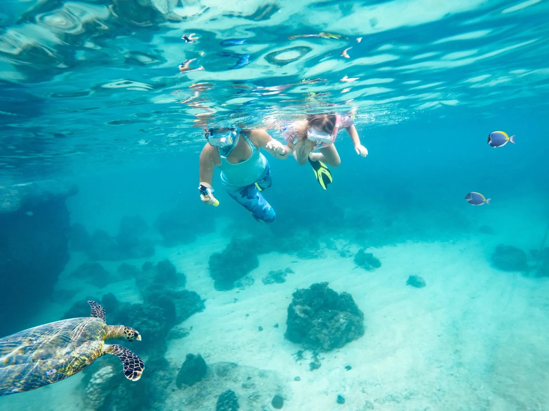 Session de plongée sous-marine en famille aux côtés d'une tortue de mer dans des eaux cristallines.