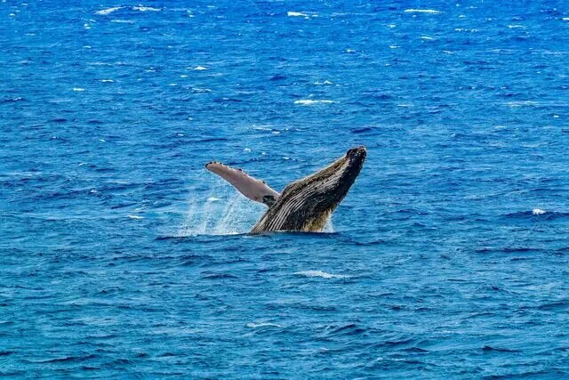 Baleine à bosses