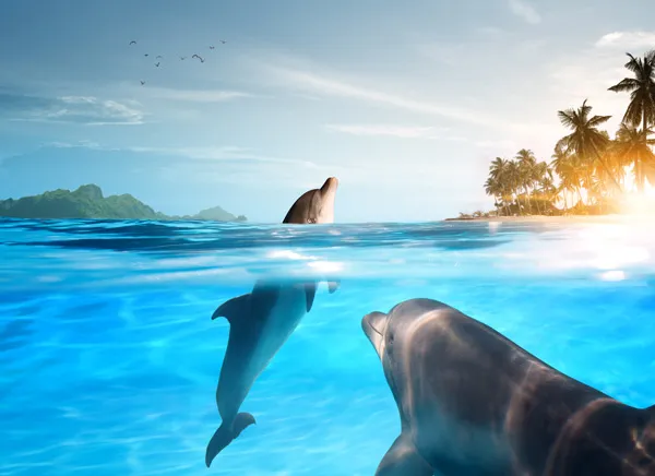Dauphins dans l'océan 