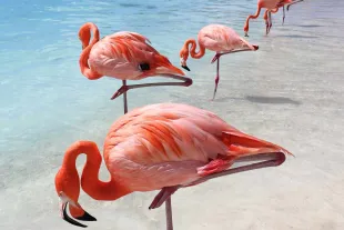 Vol au départ de Aruba