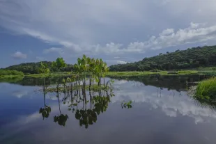 Marais de Kaw