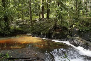 Crique en Guyane