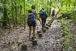 Randonnée familiale en pleine jungle, sur un chemin ponctué de rondins, au cœur d’une végétation luxuriante.