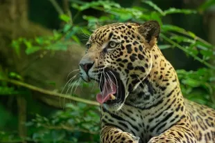 jaguar zoo guyane