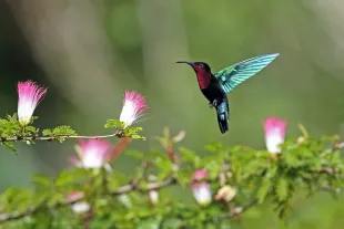 Colibri madère