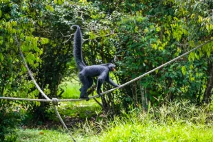 nature singe zoo Guyane 