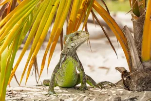 Gros plan sur un Iguane vert (Iguana iguana), reptile majestueux arboricole. Observation d'un mâle dominant prenant son bain de soleil dans les mangroves ou les forêts côtières de Guadeloupe.