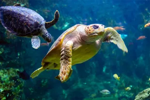 Observation de tortues marines (tortue verte et tortue imbriquée) dans les eaux cristallines de Guadeloupe. Idéal pour une plongée ou une randonnée palmée à la Réserve Cousteau.