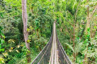 Traversée d'un pont suspendu au cœur de la forêt luxuriante de Basse-Terre en Guadeloupe, une activité immersive idéale pour découvrir le Parc national avant une session de canyoning.
