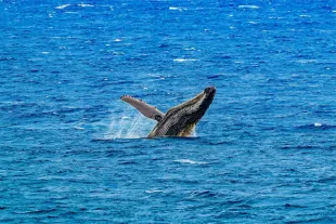 Saut majestueux d'une baleine à bosse émergeant des eaux bleues de la mer des Caraïbes en Guadeloupe.