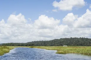Vue panoramique de la rivière de Kaw serpentant à travers la végétation aquatique de la réserve naturelle en Guyane, sous un ciel bleu parsemé de larges cumulus blancs.