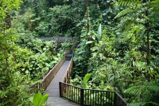 Paysage du Parc national de Guadeloupe