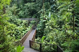 Paysage du Parc national de Guadeloupe