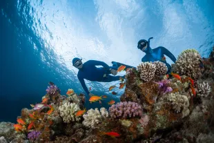 Session de plongée sous-marine au milieu des coraux et des poissons tropicaux