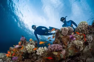Session de plongée sous-marine au milieu des coraux et des poissons tropicaux
