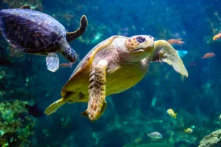 Tortue en Guadeloupe