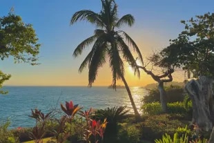 Coucher de soleil sur l'océan bordé de cocotiers et de plantes tropicales.