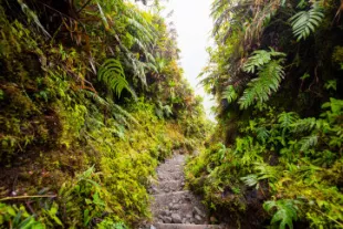 26-Les-top-randonnees-en-Martinique-lieu-typique-push--f760c5d.jpg