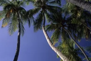 afaire-martinique5.jpg