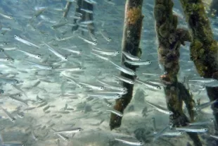 fish-3745919_1280_0.jpg