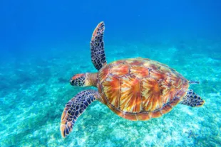 tortues-martinique-vignette.jpg